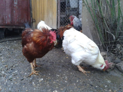 ; Negru Arămiu I = 4,815 kg.
Alb Zdupeș I = 4,375 kg.
Alb Înalt I = 4,100 kg.
Alb Zvelt I = 4,015 kg.
Vișiniul I = 3,765 kg.
(cântăriți – marți, ‎12 ‎decembrie ‎2023 | fotografiați – vineri, ‎14 ‎decemb
