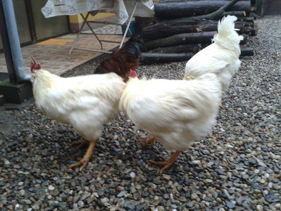 ; Negru Arămiu I = 4,815 kg.
Alb Zdupeș I = 4,375 kg.
Alb Înalt I = 4,100 kg.
Alb Zvelt I = 4,015 kg.
Vișiniul I = 3,765 kg.
(cântăriți – marți, ‎12 ‎decembrie ‎2023 | fotografiați – vineri, ‎14 ‎decemb
