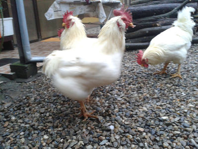 ; Negru Arămiu I = 4,815 kg.
Alb Zdupeș I = 4,375 kg.
Alb Înalt I = 4,100 kg.
Alb Zvelt I = 4,015 kg.
Vișiniul I = 3,765 kg.
(cântăriți – marți, ‎12 ‎decembrie ‎2023 | fotografiați – vineri, ‎14 ‎decemb
