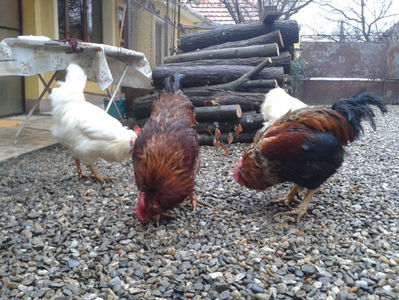 ; Negru Arămiu I = 4,815 kg.
Alb Zdupeș I = 4,375 kg.
Alb Înalt I = 4,100 kg.
Alb Zvelt I = 4,015 kg.
Vișiniul I = 3,765 kg.
(cântăriți – marți, ‎12 ‎decembrie ‎2023 | fotografiați – vineri, ‎14 ‎decemb
