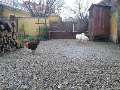 ; Negru Arămiu I = 4,815 kg.
Alb Zdupeș I = 4,375 kg.
Alb Înalt I = 4,100 kg.
Alb Zvelt I = 4,015 kg.
Vișiniul I = 3,765 kg.
(cântăriți – marți, ‎12 ‎decembrie ‎2023 | fotografiați – vineri, ‎14 ‎decemb
