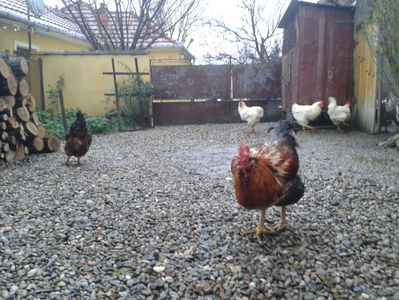 ; Negru Arămiu I = 4,815 kg.
Alb Zdupeș I = 4,375 kg.
Alb Înalt I = 4,100 kg.
Alb Zvelt I = 4,015 kg.
Vișiniul I = 3,765 kg.
(cântăriți – marți, ‎12 ‎decembrie ‎2023 | fotografiați – vineri, ‎14 ‎decemb
