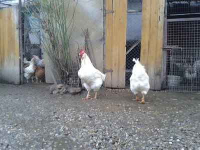 ; Negru Arămiu I = 4,815 kg.
Alb Zdupeș I = 4,375 kg.
Alb Înalt I = 4,100 kg.
Alb Zvelt I = 4,015 kg.
Vișiniul I = 3,765 kg.
(cântăriți – marți, ‎12 ‎decembrie ‎2023 | fotografiați – vineri, ‎14 ‎decemb
