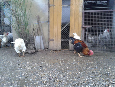 ; Negru Arămiu I = 4,815 kg.
Alb Zdupeș I = 4,375 kg.
Alb Înalt I = 4,100 kg.
Alb Zvelt I = 4,015 kg.
Vișiniul I = 3,765 kg.
(cântăriți – marți, ‎12 ‎decembrie ‎2023 | fotografiați – vineri, ‎14 ‎decemb
