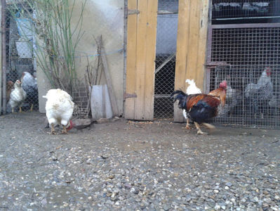 ; Negru Arămiu I = 4,815 kg.
Alb Zdupeș I = 4,375 kg.
Alb Înalt I = 4,100 kg.
Alb Zvelt I = 4,015 kg.
Vișiniul I = 3,765 kg.
(cântăriți – marți, ‎12 ‎decembrie ‎2023 | fotografiați – vineri, ‎14 ‎decemb
