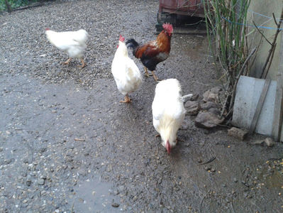 ; Negru Arămiu I = 4,815 kg.
Alb Zdupeș I = 4,375 kg.
Alb Înalt I = 4,100 kg.
Alb Zvelt I = 4,015 kg.
Vișiniul I = 3,765 kg.
(cântăriți – marți, ‎12 ‎decembrie ‎2023 | fotografiați – vineri, ‎14 ‎decemb
