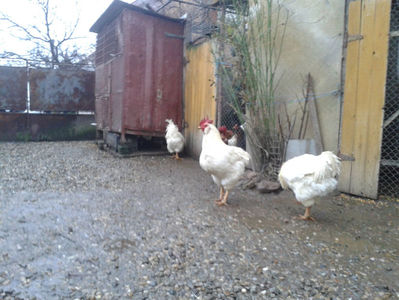 ; Negru Arămiu I = 4,815 kg.
Alb Zdupeș I = 4,375 kg.
Alb Înalt I = 4,100 kg.
Alb Zvelt I = 4,015 kg.
Vișiniul I = 3,765 kg.
(cântăriți – marți, ‎12 ‎decembrie ‎2023 | fotografiați – vineri, ‎14 ‎decemb
