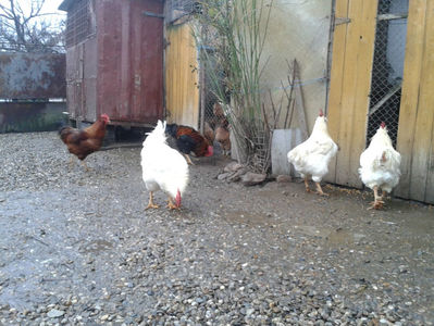 ; Negru Arămiu I = 4,815 kg.
Alb Zdupeș I = 4,375 kg.
Alb Înalt I = 4,100 kg.
Alb Zvelt I = 4,015 kg.
Vișiniul I = 3,765 kg.
(cântăriți – marți, ‎12 ‎decembrie ‎2023 | fotografiați – vineri, ‎14 ‎decemb
