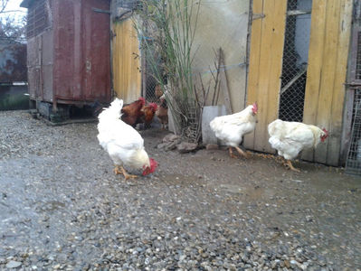 ; Negru Arămiu I = 4,815 kg.
Alb Zdupeș I = 4,375 kg.
Alb Înalt I = 4,100 kg.
Alb Zvelt I = 4,015 kg.
Vișiniul I = 3,765 kg.
(cântăriți – marți, ‎12 ‎decembrie ‎2023 | fotografiați – vineri, ‎14 ‎decemb
