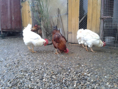 ; Negru Arămiu I = 4,815 kg.
Alb Zdupeș I = 4,375 kg.
Alb Înalt I = 4,100 kg.
Alb Zvelt I = 4,015 kg.
Vișiniul I = 3,765 kg.
(cântăriți – marți, ‎12 ‎decembrie ‎2023 | fotografiați – vineri, ‎14 ‎decemb
