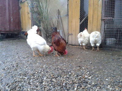 ; Negru Arămiu I = 4,815 kg.
Alb Zdupeș I = 4,375 kg.
Alb Înalt I = 4,100 kg.
Alb Zvelt I = 4,015 kg.
Vișiniul I = 3,765 kg.
(cântăriți – marți, ‎12 ‎decembrie ‎2023 | fotografiați – vineri, ‎14 ‎decemb
