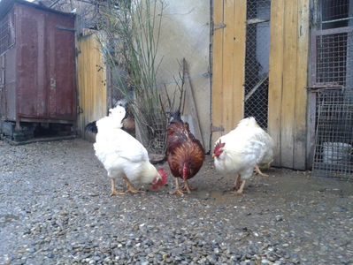; Negru Arămiu I = 4,815 kg.
Alb Zdupeș I = 4,375 kg.
Alb Înalt I = 4,100 kg.
Alb Zvelt I = 4,015 kg.
Vișiniul I = 3,765 kg.
(cântăriți – marți, ‎12 ‎decembrie ‎2023 | fotografiați – vineri, ‎14 ‎decemb
