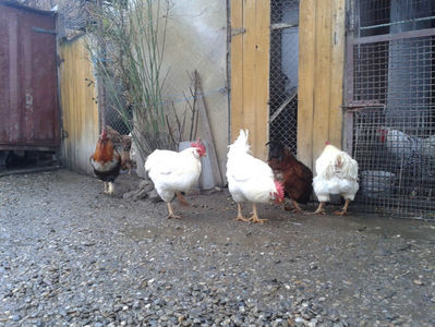 ; Negru Arămiu I = 4,815 kg.
Alb Zdupeș I = 4,375 kg.
Alb Înalt I = 4,100 kg.
Alb Zvelt I = 4,015 kg.
Vișiniul I = 3,765 kg.
(cântăriți – marți, ‎12 ‎decembrie ‎2023 | fotografiați – vineri, ‎14 ‎decemb
