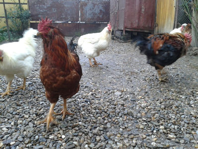 ; Negru Arămiu I = 4,815 kg.
Alb Zdupeș I = 4,375 kg.
Alb Înalt I = 4,100 kg.
Alb Zvelt I = 4,015 kg.
Vișiniul I = 3,765 kg.
(cântăriți – marți, ‎12 ‎decembrie ‎2023 | fotografiați – vineri, ‎14 ‎decemb
