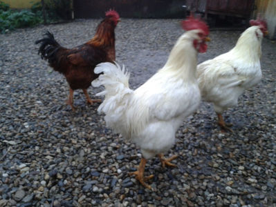 ; Negru Arămiu I = 4,815 kg.
Alb Zdupeș I = 4,375 kg.
Alb Înalt I = 4,100 kg.
Alb Zvelt I = 4,015 kg.
Vișiniul I = 3,765 kg.
(cântăriți – marți, ‎12 ‎decembrie ‎2023 | fotografiați – vineri, ‎14 ‎decemb
