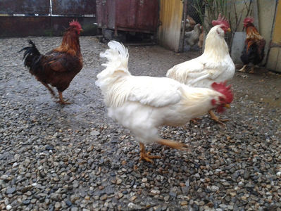 ; Negru Arămiu I = 4,815 kg.
Alb Zdupeș I = 4,375 kg.
Alb Înalt I = 4,100 kg.
Alb Zvelt I = 4,015 kg.
Vișiniul I = 3,765 kg.
(cântăriți – marți, ‎12 ‎decembrie ‎2023 | fotografiați – vineri, ‎14 ‎decemb
