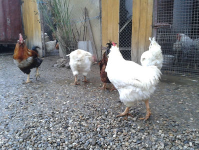 ; Negru Arămiu I = 4,815 kg.
Alb Zdupeș I = 4,375 kg.
Alb Înalt I = 4,100 kg.
Alb Zvelt I = 4,015 kg.
Vișiniul I = 3,765 kg.
(cântăriți – marți, ‎12 ‎decembrie ‎2023 | fotografiați – vineri, ‎14 ‎decemb
