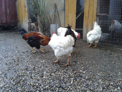 ; Negru Arămiu I = 4,815 kg.
Alb Zdupeș I = 4,375 kg.
Alb Înalt I = 4,100 kg.
Alb Zvelt I = 4,015 kg.
Vișiniul I = 3,765 kg.
(cântăriți – marți, ‎12 ‎decembrie ‎2023 | fotografiați – vineri, ‎14 ‎decemb
