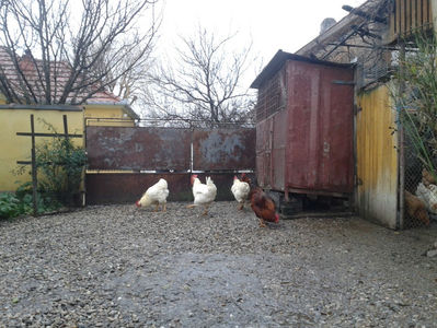; Negru Arămiu I = 4,815 kg.
Alb Zdupeș I = 4,375 kg.
Alb Înalt I = 4,100 kg.
Alb Zvelt I = 4,015 kg.
Vișiniul I = 3,765 kg.
(cântăriți – marți, ‎12 ‎decembrie ‎2023 | fotografiați – vineri, ‎14 ‎decemb
