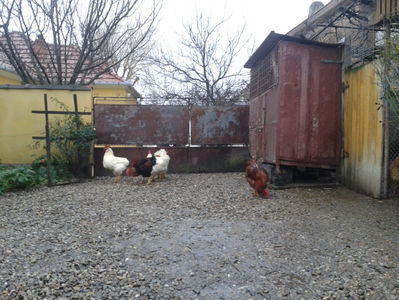 ; Negru Arămiu I = 4,815 kg.
Alb Zdupeș I = 4,375 kg.
Alb Înalt I = 4,100 kg.
Alb Zvelt I = 4,015 kg.
Vișiniul I = 3,765 kg.
(cântăriți – marți, ‎12 ‎decembrie ‎2023 | fotografiați – vineri, ‎14 ‎decemb
