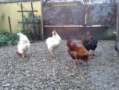 ; Negru Arămiu I = 4,815 kg.
Alb Zdupeș I = 4,375 kg.
Alb Înalt I = 4,100 kg.
Alb Zvelt I = 4,015 kg.
Vișiniul I = 3,765 kg.
(cântăriți – marți, ‎12 ‎decembrie ‎2023 | fotografiați – vineri, ‎14 ‎decemb
