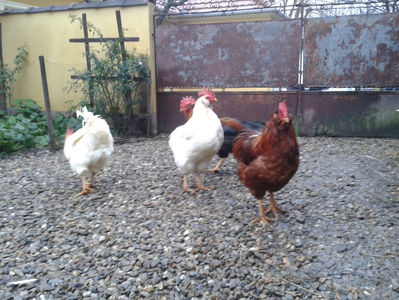 ; Negru Arămiu I = 4,815 kg.
Alb Zdupeș I = 4,375 kg.
Alb Înalt I = 4,100 kg.
Alb Zvelt I = 4,015 kg.
Vișiniul I = 3,765 kg.
(cântăriți – marți, ‎12 ‎decembrie ‎2023 | fotografiați – vineri, ‎14 ‎decemb
