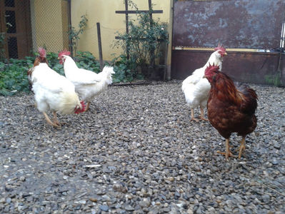 ; Negru Arămiu I = 4,815 kg.
Alb Zdupeș I = 4,375 kg.
Alb Înalt I = 4,100 kg.
Alb Zvelt I = 4,015 kg.
Vișiniul I = 3,765 kg.
(cântăriți – marți, ‎12 ‎decembrie ‎2023 | fotografiați – vineri, ‎14 ‎decemb
