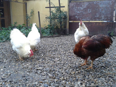 ; Negru Arămiu I = 4,815 kg.
Alb Zdupeș I = 4,375 kg.
Alb Înalt I = 4,100 kg.
Alb Zvelt I = 4,015 kg.
Vișiniul I = 3,765 kg.
(cântăriți – marți, ‎12 ‎decembrie ‎2023 | fotografiați – vineri, ‎14 ‎decemb
