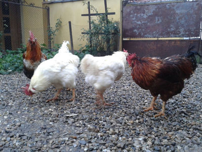 ; Negru Arămiu I = 4,815 kg.
Alb Zdupeș I = 4,375 kg.
Alb Înalt I = 4,100 kg.
Alb Zvelt I = 4,015 kg.
Vișiniul I = 3,765 kg.
(cântăriți – marți, ‎12 ‎decembrie ‎2023 | fotografiați – vineri, ‎14 ‎decemb
