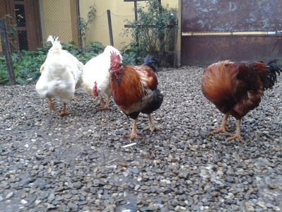 ; Negru Arămiu I = 4,815 kg.
Alb Zdupeș I = 4,375 kg.
Alb Înalt I = 4,100 kg.
Alb Zvelt I = 4,015 kg.
Vișiniul I = 3,765 kg.
(cântăriți – marți, ‎12 ‎decembrie ‎2023 | fotografiați – vineri, ‎14 ‎decemb
