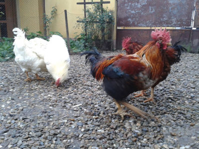 ; Negru Arămiu I = 4,815 kg.
Alb Zdupeș I = 4,375 kg.
Alb Înalt I = 4,100 kg.
Alb Zvelt I = 4,015 kg.
Vișiniul I = 3,765 kg.
(cântăriți – marți, ‎12 ‎decembrie ‎2023 | fotografiați – vineri, ‎14 ‎decemb
