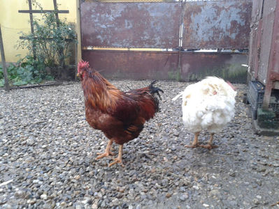 ; Negru Arămiu I = 4,815 kg.
Alb Zdupeș I = 4,375 kg.
Alb Înalt I = 4,100 kg.
Alb Zvelt I = 4,015 kg.
Vișiniul I = 3,765 kg.
(cântăriți – marți, ‎12 ‎decembrie ‎2023 | fotografiați – vineri, ‎14 ‎decemb
