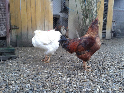 ; Negru Arămiu I = 4,815 kg.
Alb Zdupeș I = 4,375 kg.
Alb Înalt I = 4,100 kg.
Alb Zvelt I = 4,015 kg.
Vișiniul I = 3,765 kg.
(cântăriți – marți, ‎12 ‎decembrie ‎2023 | fotografiați – vineri, ‎14 ‎decemb
