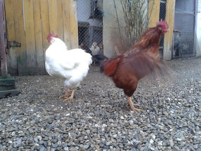; Negru Arămiu I = 4,815 kg.
Alb Zdupeș I = 4,375 kg.
Alb Înalt I = 4,100 kg.
Alb Zvelt I = 4,015 kg.
Vișiniul I = 3,765 kg.
(cântăriți – marți, ‎12 ‎decembrie ‎2023 | fotografiați – vineri, ‎14 ‎decemb
