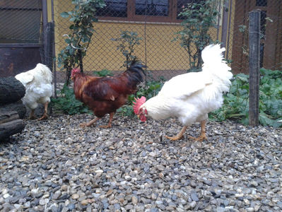 ; Negru Arămiu I = 4,815 kg.
Alb Zdupeș I = 4,375 kg.
Alb Înalt I = 4,100 kg.
Alb Zvelt I = 4,015 kg.
Vișiniul I = 3,765 kg.
(cântăriți – marți, ‎12 ‎decembrie ‎2023 | fotografiați – vineri, ‎14 ‎decemb
