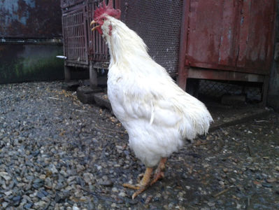 ; Negru Arămiu I = 4,815 kg.
Alb Zdupeș I = 4,375 kg.
Alb Înalt I = 4,100 kg.
Alb Zvelt I = 4,015 kg.
Vișiniul I = 3,765 kg.
(cântăriți – marți, ‎12 ‎decembrie ‎2023 | fotografiați – vineri, ‎14 ‎decemb
