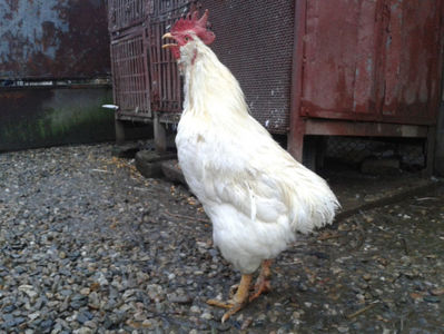 ; Negru Arămiu I = 4,815 kg.
Alb Zdupeș I = 4,375 kg.
Alb Înalt I = 4,100 kg.
Alb Zvelt I = 4,015 kg.
Vișiniul I = 3,765 kg.
(cântăriți – marți, ‎12 ‎decembrie ‎2023 | fotografiați – vineri, ‎14 ‎decemb
