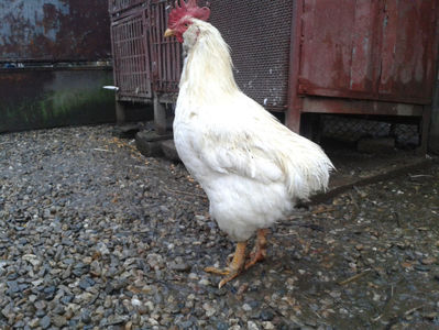 ; Negru Arămiu I = 4,815 kg.
Alb Zdupeș I = 4,375 kg.
Alb Înalt I = 4,100 kg.
Alb Zvelt I = 4,015 kg.
Vișiniul I = 3,765 kg.
(cântăriți – marți, ‎12 ‎decembrie ‎2023 | fotografiați – vineri, ‎14 ‎decemb
