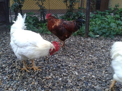 ; Negru Arămiu I = 4,815 kg.
Alb Zdupeș I = 4,375 kg.
Alb Înalt I = 4,100 kg.
Alb Zvelt I = 4,015 kg.
Vișiniul I = 3,765 kg.
(cântăriți – marți, ‎12 ‎decembrie ‎2023 | fotografiați – vineri, ‎14 ‎decemb
