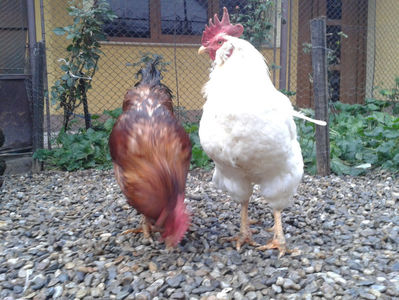 ; Negru Arămiu I = 4,815 kg.
Alb Zdupeș I = 4,375 kg.
Alb Înalt I = 4,100 kg.
Alb Zvelt I = 4,015 kg.
Vișiniul I = 3,765 kg.
(cântăriți – marți, ‎12 ‎decembrie ‎2023 | fotografiați – vineri, ‎14 ‎decemb
