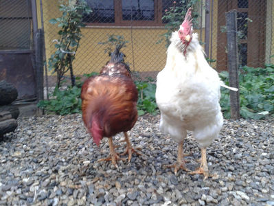 ; Negru Arămiu I = 4,815 kg.
Alb Zdupeș I = 4,375 kg.
Alb Înalt I = 4,100 kg.
Alb Zvelt I = 4,015 kg.
Vișiniul I = 3,765 kg.
(cântăriți – marți, ‎12 ‎decembrie ‎2023 | fotografiați – vineri, ‎14 ‎decemb
