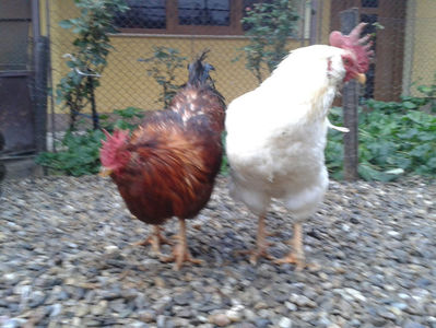 ; Negru Arămiu I = 4,815 kg.
Alb Zdupeș I = 4,375 kg.
Alb Înalt I = 4,100 kg.
Alb Zvelt I = 4,015 kg.
Vișiniul I = 3,765 kg.
(cântăriți – marți, ‎12 ‎decembrie ‎2023 | fotografiați – vineri, ‎14 ‎decemb
