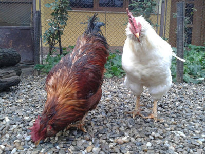 ; Negru Arămiu I = 4,815 kg.
Alb Zdupeș I = 4,375 kg.
Alb Înalt I = 4,100 kg.
Alb Zvelt I = 4,015 kg.
Vișiniul I = 3,765 kg.
(cântăriți – marți, ‎12 ‎decembrie ‎2023 | fotografiați – vineri, ‎14 ‎decemb
