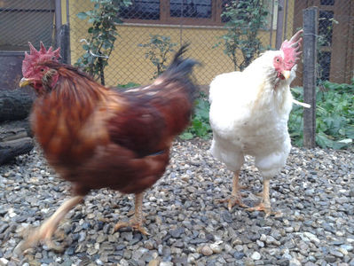 ; Negru Arămiu I = 4,815 kg.
Alb Zdupeș I = 4,375 kg.
Alb Înalt I = 4,100 kg.
Alb Zvelt I = 4,015 kg.
Vișiniul I = 3,765 kg.
(cântăriți – marți, ‎12 ‎decembrie ‎2023 | fotografiați – vineri, ‎14 ‎decemb
