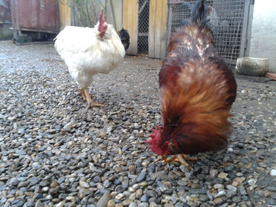 ; Negru Arămiu I = 4,815 kg.
Alb Zdupeș I = 4,375 kg.
Alb Înalt I = 4,100 kg.
Alb Zvelt I = 4,015 kg.
Vișiniul I = 3,765 kg.
(cântăriți – marți, ‎12 ‎decembrie ‎2023 | fotografiați – vineri, ‎14 ‎decemb
