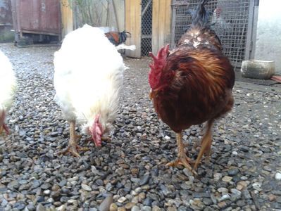 ; Negru Arămiu I = 4,815 kg.
Alb Zdupeș I = 4,375 kg.
Alb Înalt I = 4,100 kg.
Alb Zvelt I = 4,015 kg.
Vișiniul I = 3,765 kg.
(cântăriți – marți, ‎12 ‎decembrie ‎2023 | fotografiați – vineri, ‎14 ‎decemb
