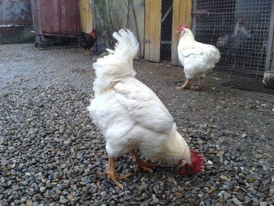 ; Negru Arămiu I = 4,815 kg.
Alb Zdupeș I = 4,375 kg.
Alb Înalt I = 4,100 kg.
Alb Zvelt I = 4,015 kg.
Vișiniul I = 3,765 kg.
(cântăriți – marți, ‎12 ‎decembrie ‎2023 | fotografiați – vineri, ‎14 ‎decemb
