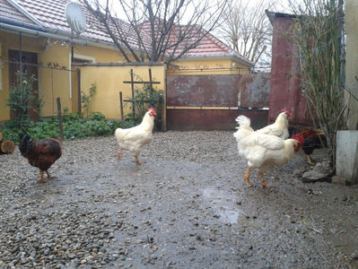; Negru Arămiu I = 4,815 kg.
Alb Zdupeș I = 4,375 kg.
Alb Înalt I = 4,100 kg.
Alb Zvelt I = 4,015 kg.
Vișiniul I = 3,765 kg.
(cântăriți – marți, ‎12 ‎decembrie ‎2023 | fotografiați – vineri, ‎14 ‎decemb
