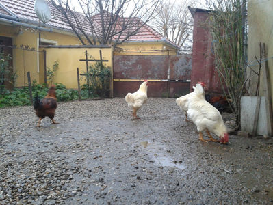 ; Negru Arămiu I = 4,815 kg.
Alb Zdupeș I = 4,375 kg.
Alb Înalt I = 4,100 kg.
Alb Zvelt I = 4,015 kg.
Vișiniul I = 3,765 kg.
(cântăriți – marți, ‎12 ‎decembrie ‎2023 | fotografiați – vineri, ‎14 ‎decemb
