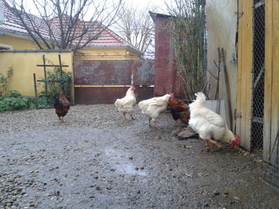 ; Negru Arămiu I = 4,815 kg.
Alb Zdupeș I = 4,375 kg.
Alb Înalt I = 4,100 kg.
Alb Zvelt I = 4,015 kg.
Vișiniul I = 3,765 kg.
(cântăriți – marți, ‎12 ‎decembrie ‎2023 | fotografiați – vineri, ‎14 ‎decemb
